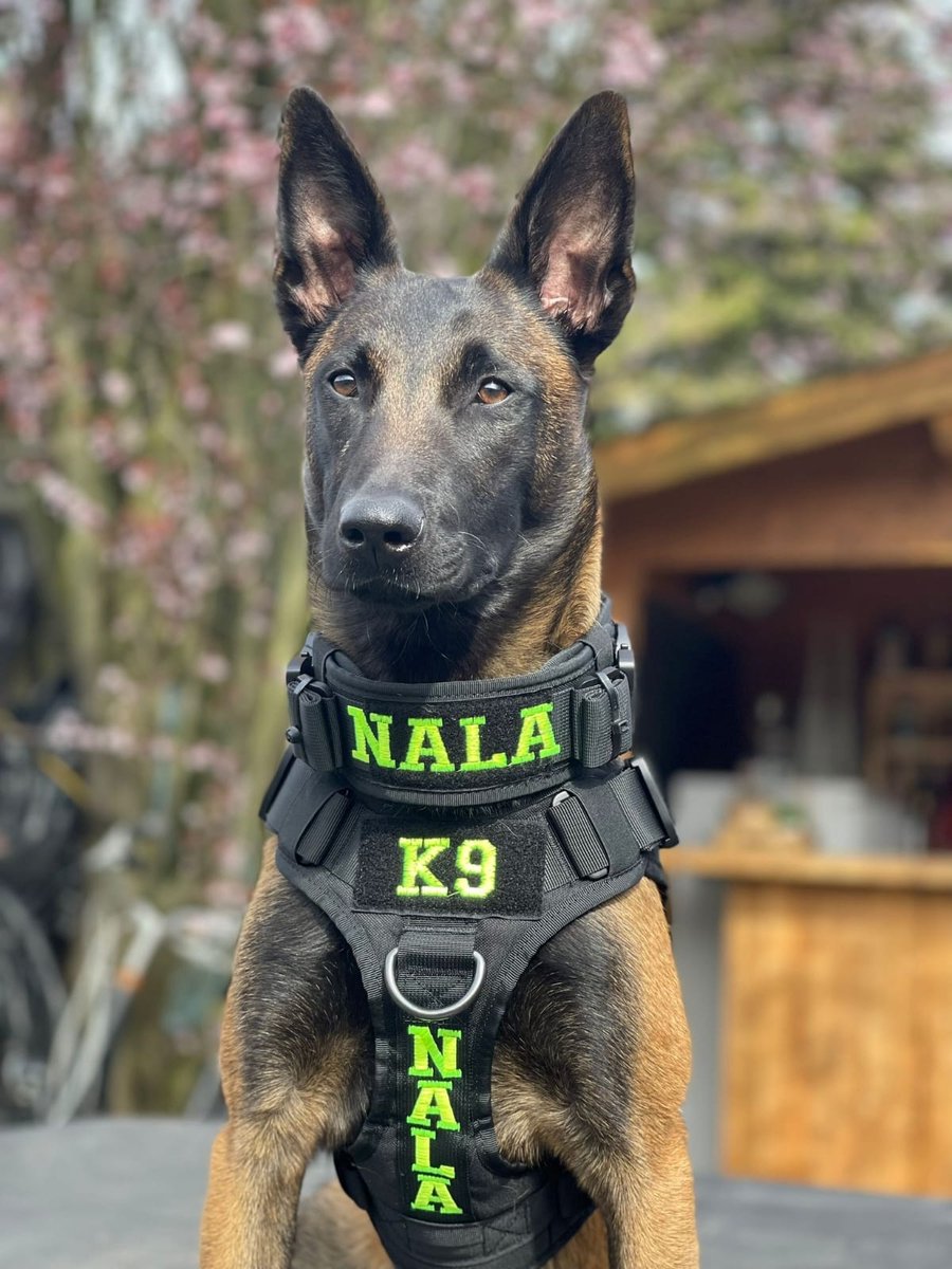 Halsband Gepersonaliseerd eigen naam - Boef - Honden halsband Geborduurd -  Tactical -... | bol.com