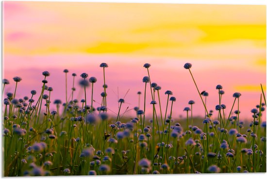 Acrylglas - Bloemenveld Vol Paarse Knopjes Bloemen - 75x50 cm Foto op Acrylglas (Met Ophangsysteem)
