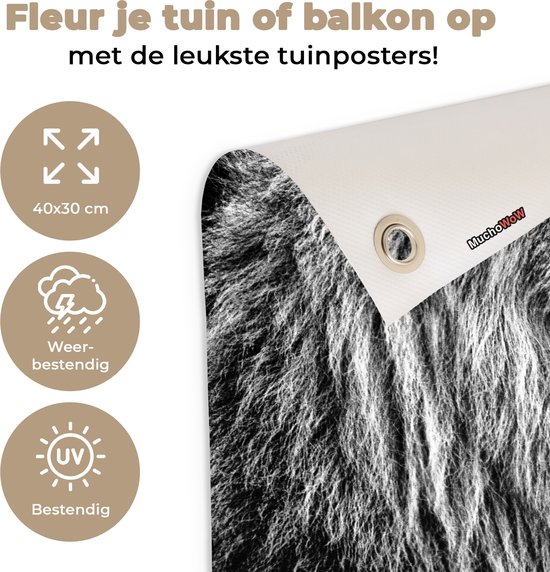 Affiche de jardin Lion en hiver 60x40 cm - Photo sur affiche de jardin / Peintures pour l'extérieur (décoration de jardin)