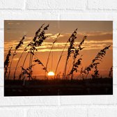 Muursticker - Zonsondergang in het Weiland - 40x30 cm Foto op Muursticker
