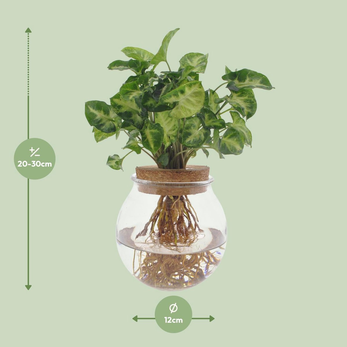 Syngonium Pixie - Ø12cm - 30cm