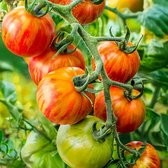 Tomaten zaden - Tomaat Tigerella