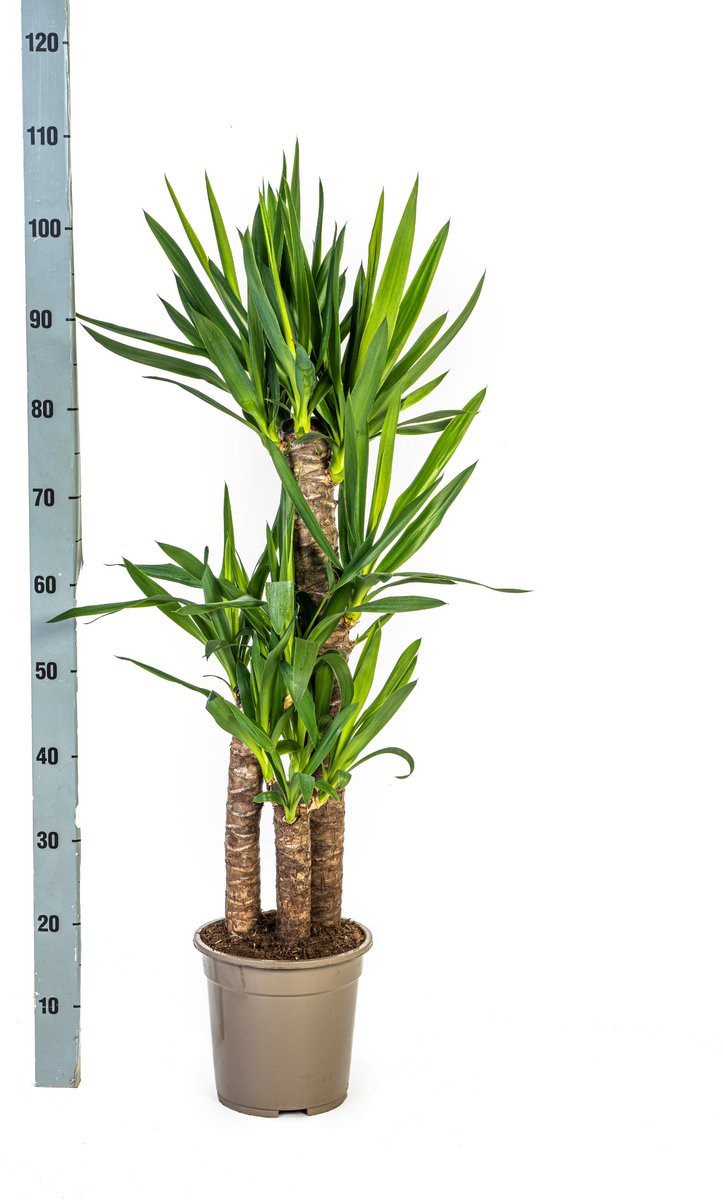 Yucca Elephantipes Ø21cm - 100cm