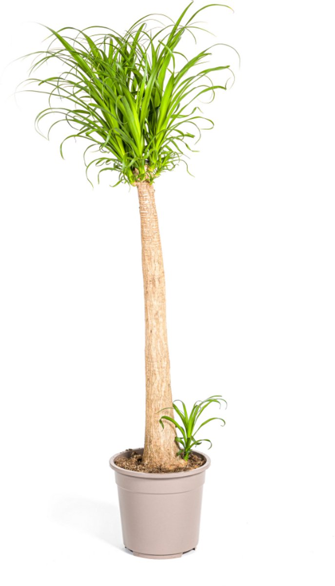 Beaucarnea Recurvata Stam Ø27cm - 120cm - Unieke hoge kamerplant met één stam