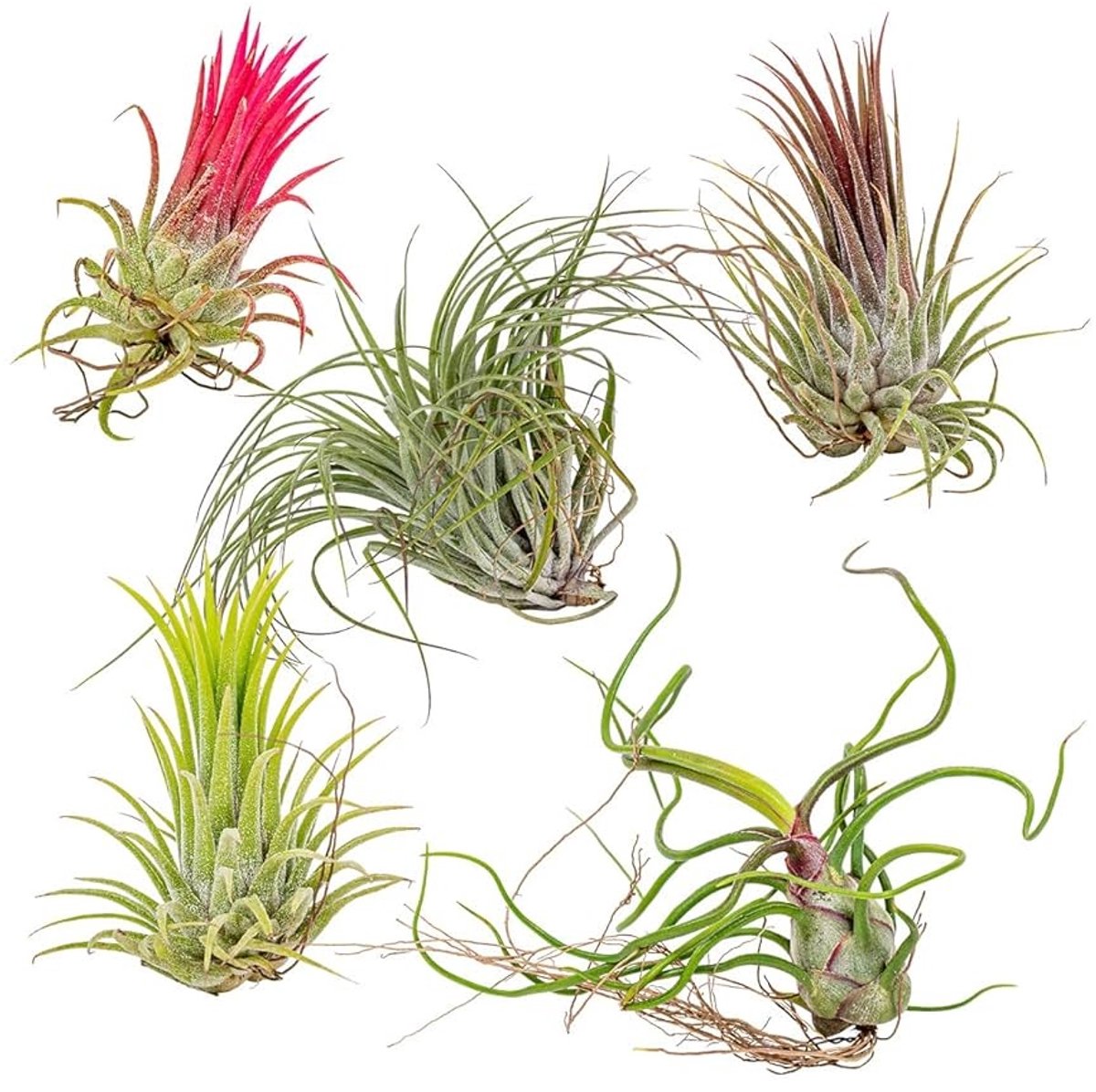 JUNAVERA Tillandsia Mix Set van 5