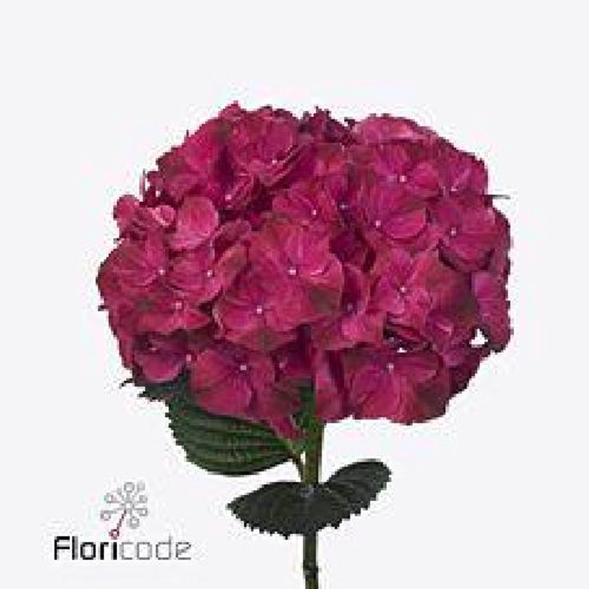 10x Hydr.mag.pink ruby 60cm