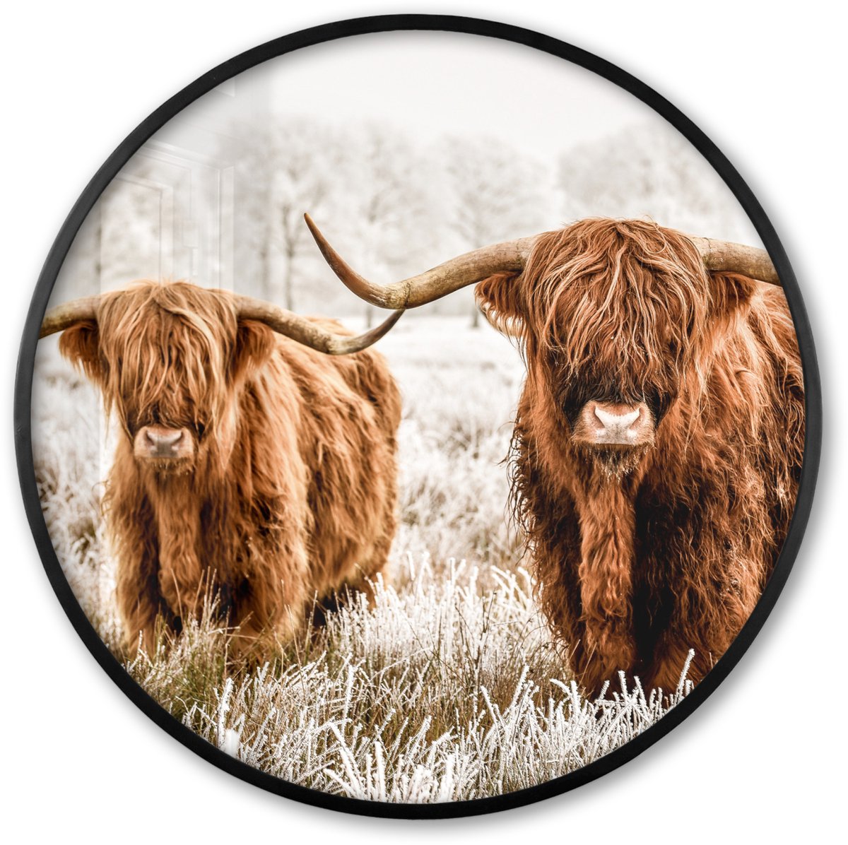 FrameYourWall Poster in lijst Rond - Fotolijst 60x60 cm - Posters - Schotse hooglander - Koe - Natuur - Winter - Ronde posterlijst zwart - Decoratie - Wanddecoratie woonkamer - Muurdecoratie slaapkamer Schotse hooglanders - Winter
