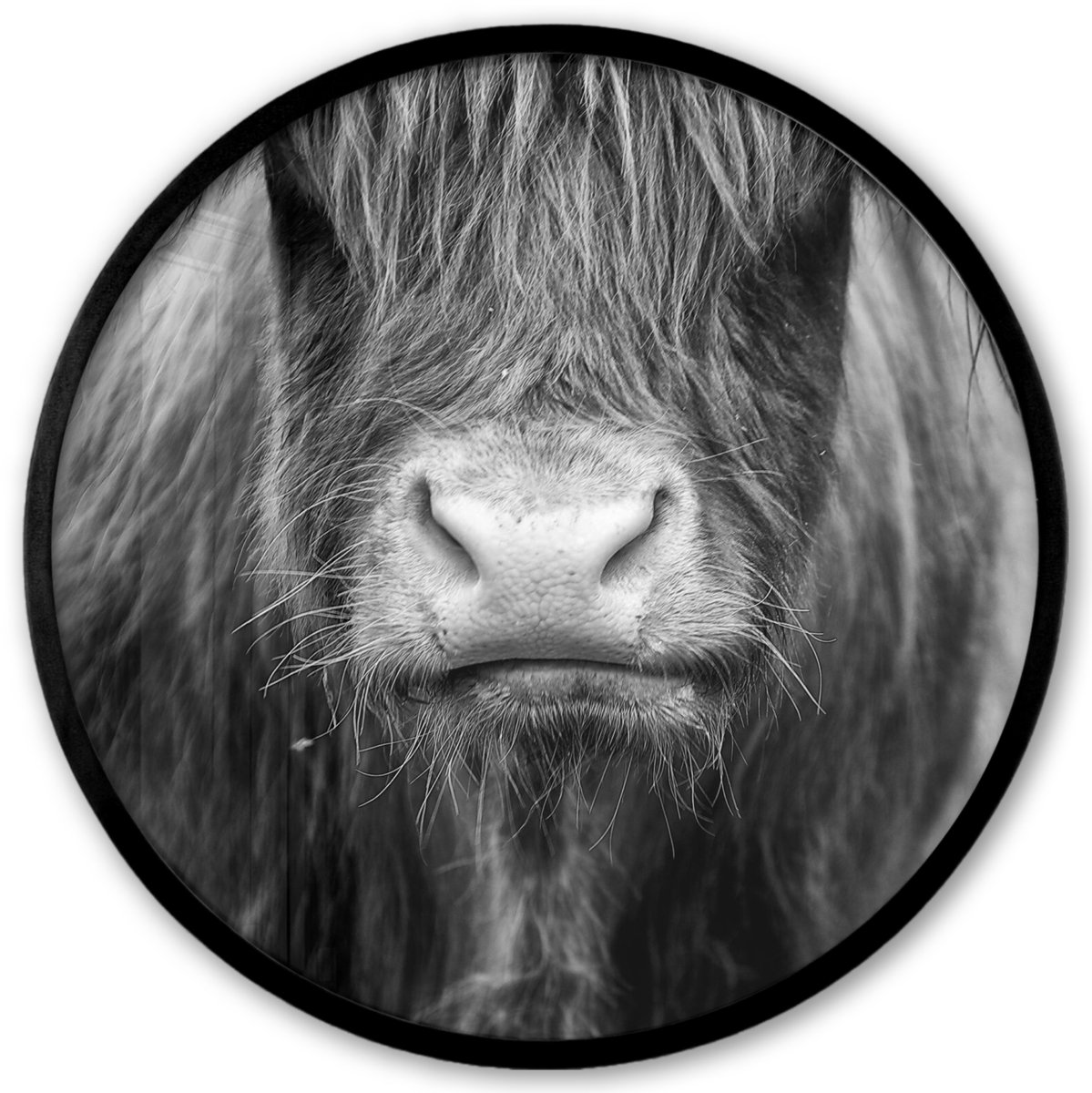 FrameYourWall Poster in lijst Rond - Fotolijst 40x40 cm - Posters - Schotse hooglander - Koe - Zwart - Wit - Dieren - Ronde posterlijst zwart - Decoratie - Wanddecoratie woonkamer - Muurdecoratie slaapkamer Neus - Schotse Hooglander