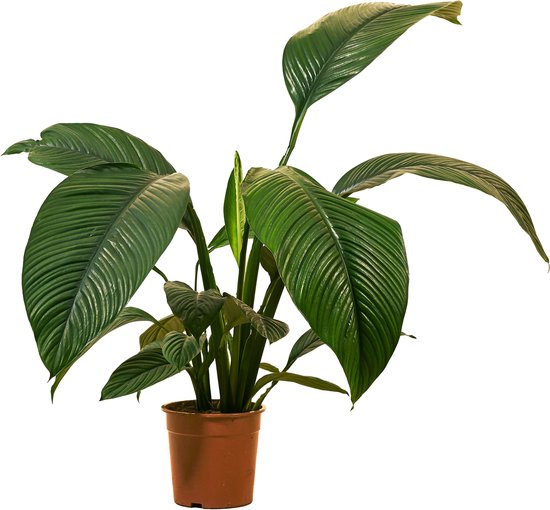 Bloomique - Spathiphyllum Sensation - Lepelplant - XXL Kamerplanten - Luchtzuiverend - Hoogte 110-130 cm - Pot 24 cm