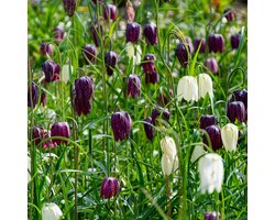 Fritillaria meleagris gemengd | 150 stuks | Wit | Paars