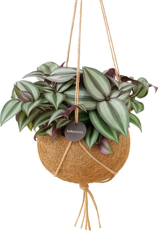 Kokodama Tradescantia