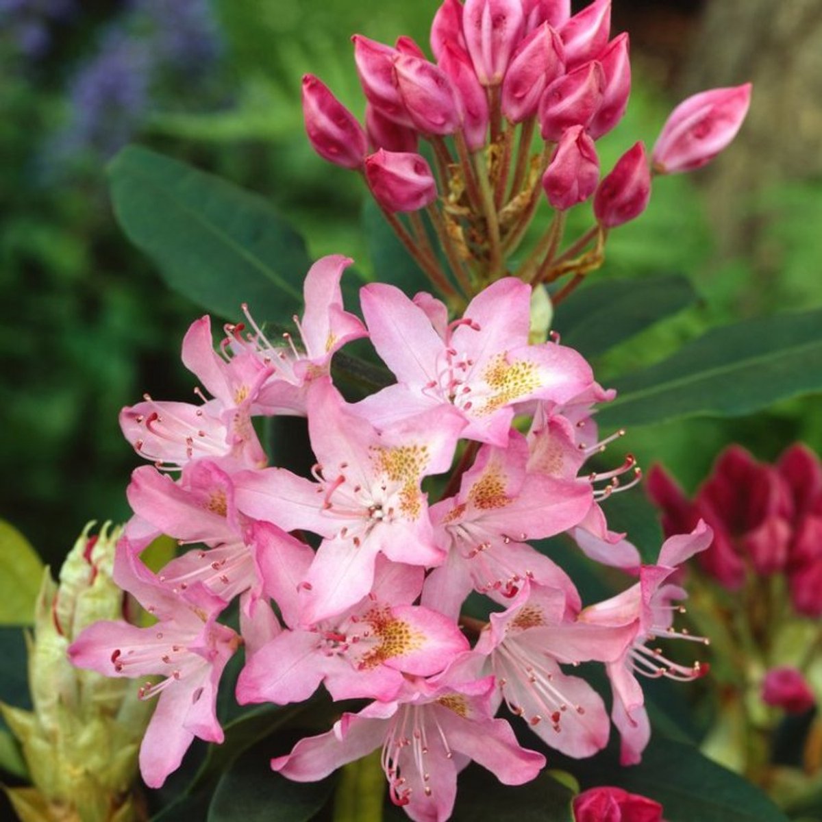Plants Online BV - Planten - Tuinplanten - Heesters - Set van 1 - Rhododendron ponticum 'Roseum'