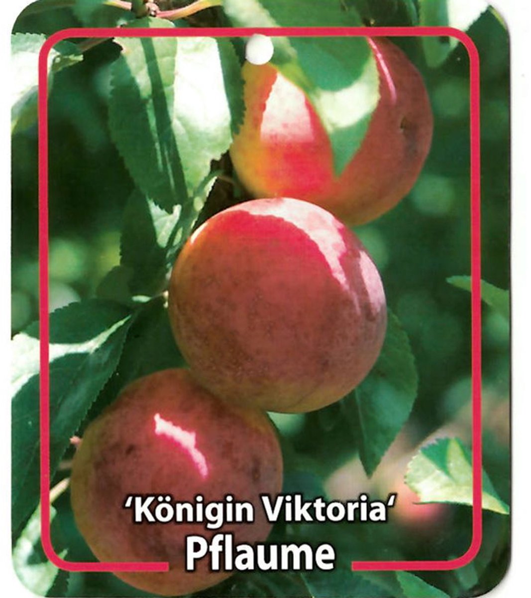 Oosterik home - Prunus Domestica Konigin Viktoria