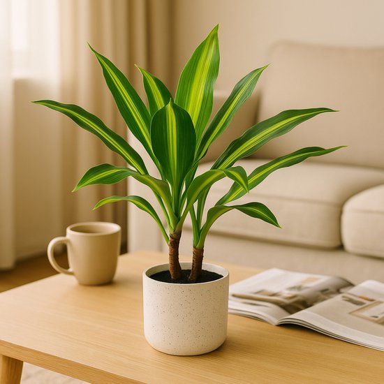 Kunstplant Dracaena Lemon Lime in witte pot op houten tafel, met kopje koffie en tijdschrift.