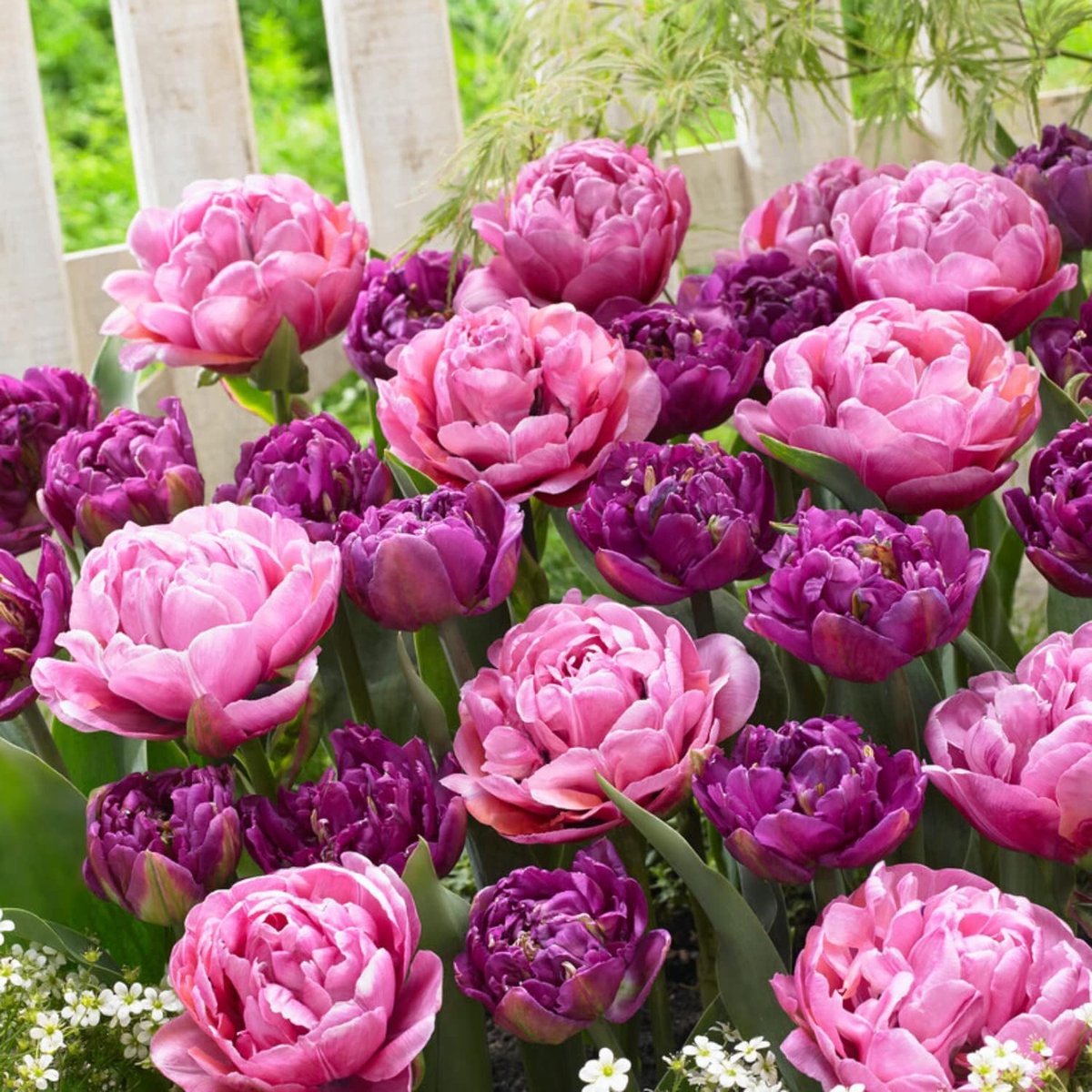 Tulpen Bloembollen Winterhard - Purple Explosion - 20 stuks - Violet - Bloem Bollen Mix - Tulpenbollen Meerjarig
