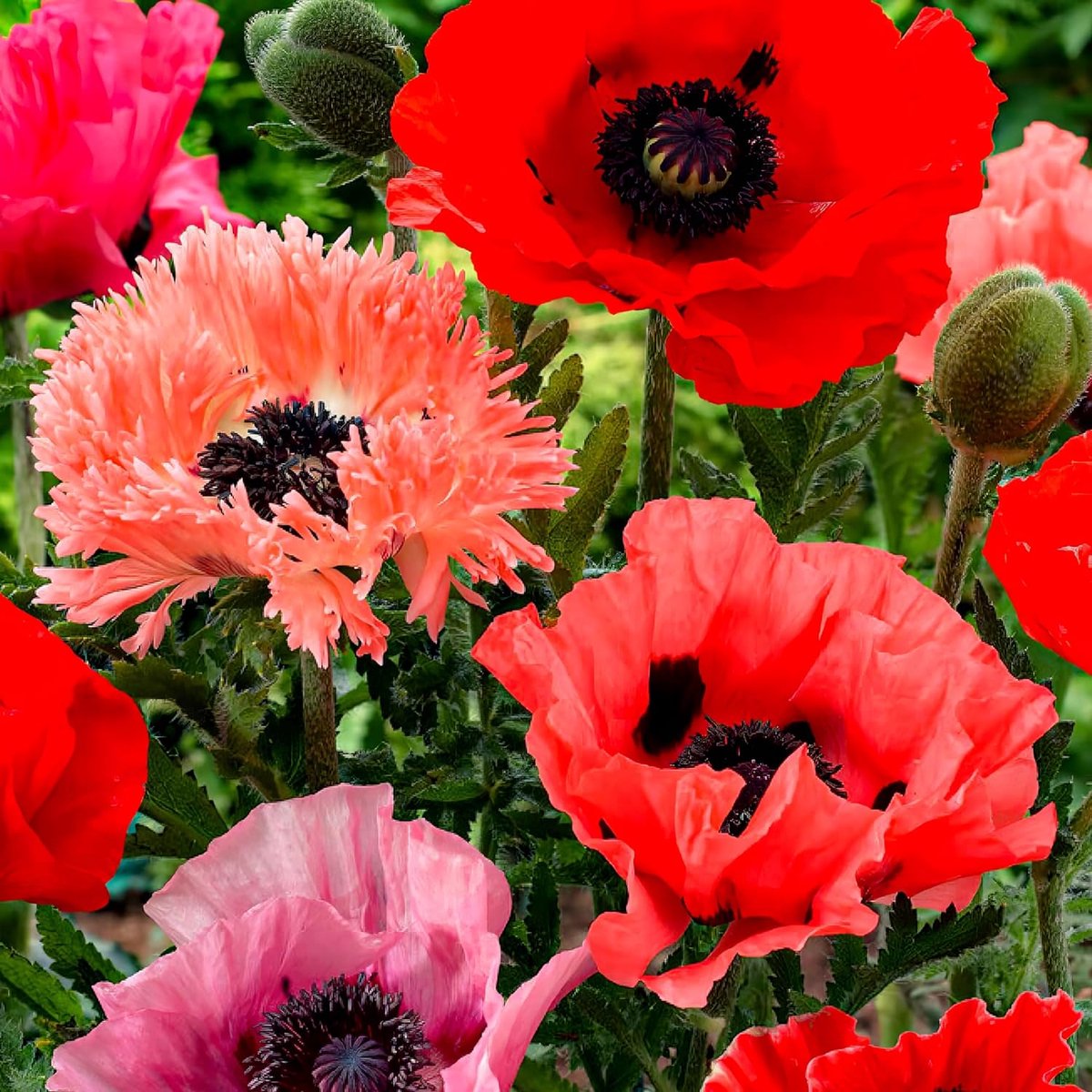 Papaver Oriental - Buitenplant Winterhard - Tuinplant - 5 stuks - Meerkleurig - Tuin Plant voor Buiten