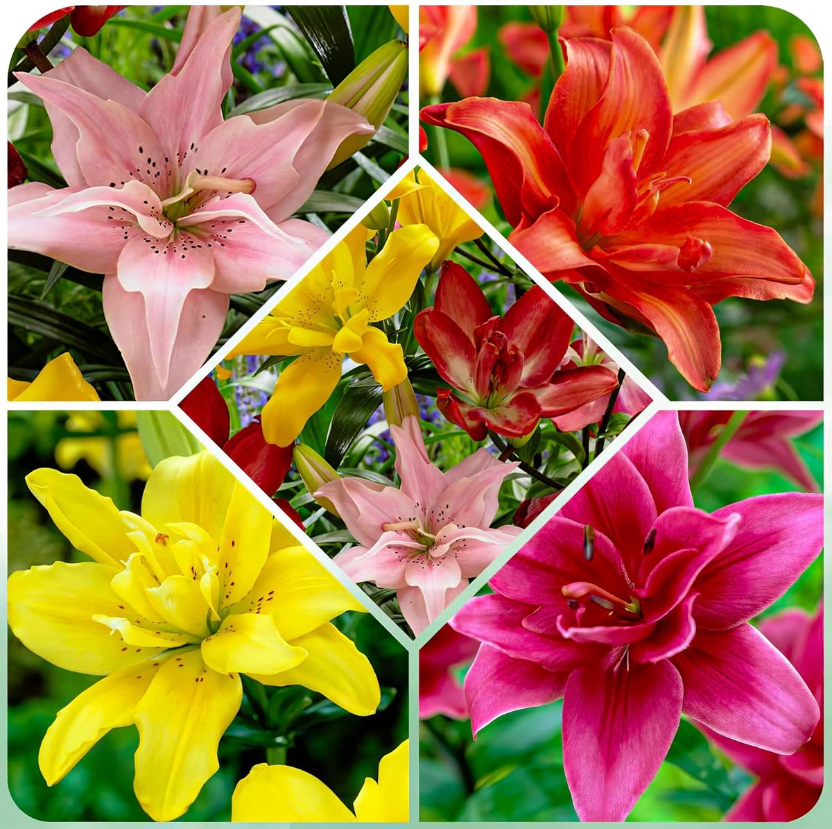 Lelie Bloembollen Winterhard - Aziatische Lelie Double Lilium Mix van 5 soorten - 15 stuks - Meerkleurig - Bloem bollen Mix Meerjarig - Leliebollen