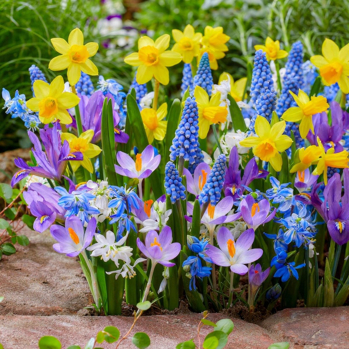 Voorjaar Mix Bloembollen Winterhard - Bloom - Tulpen / Narzissen / Hyazinthen / Muscari - 50 stuks - Meerkleurig - Bloem bollen Meerjarig