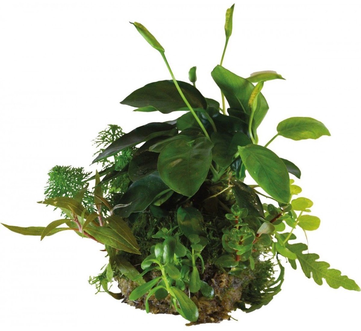 BIOART Bal Anubias Nana