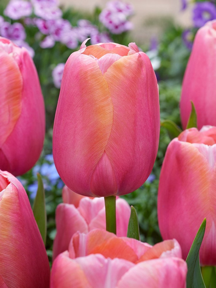 20x Tulpen 'Menton' - BULBi® Bloembollen met bloeigarantie