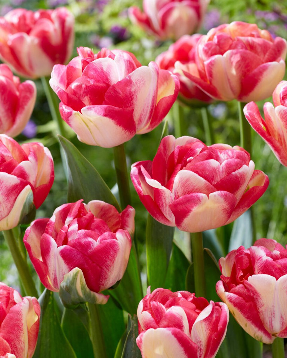 10x Tulpen 'Double blizz' - BULBi® Bloembollen met bloeigarantie