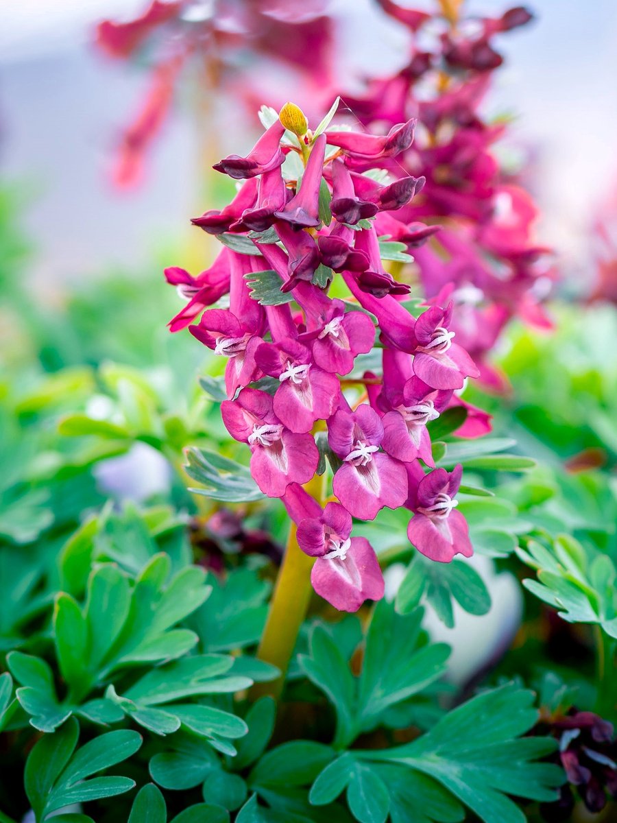 10x Corydalis 'Corydalis solida purple bird' - BULBi® Bloembollen met bloeigarantie
