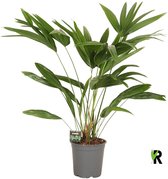 Livistona chinensis 3 pp 100 cm – Kamerplant – Vers Van De Kweker – Potmaat Ø24 cm