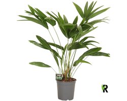 Livistona chinensis 3 pp 100 cm – Kamerplant – Vers Van De Kweker – Potmaat Ø24 cm