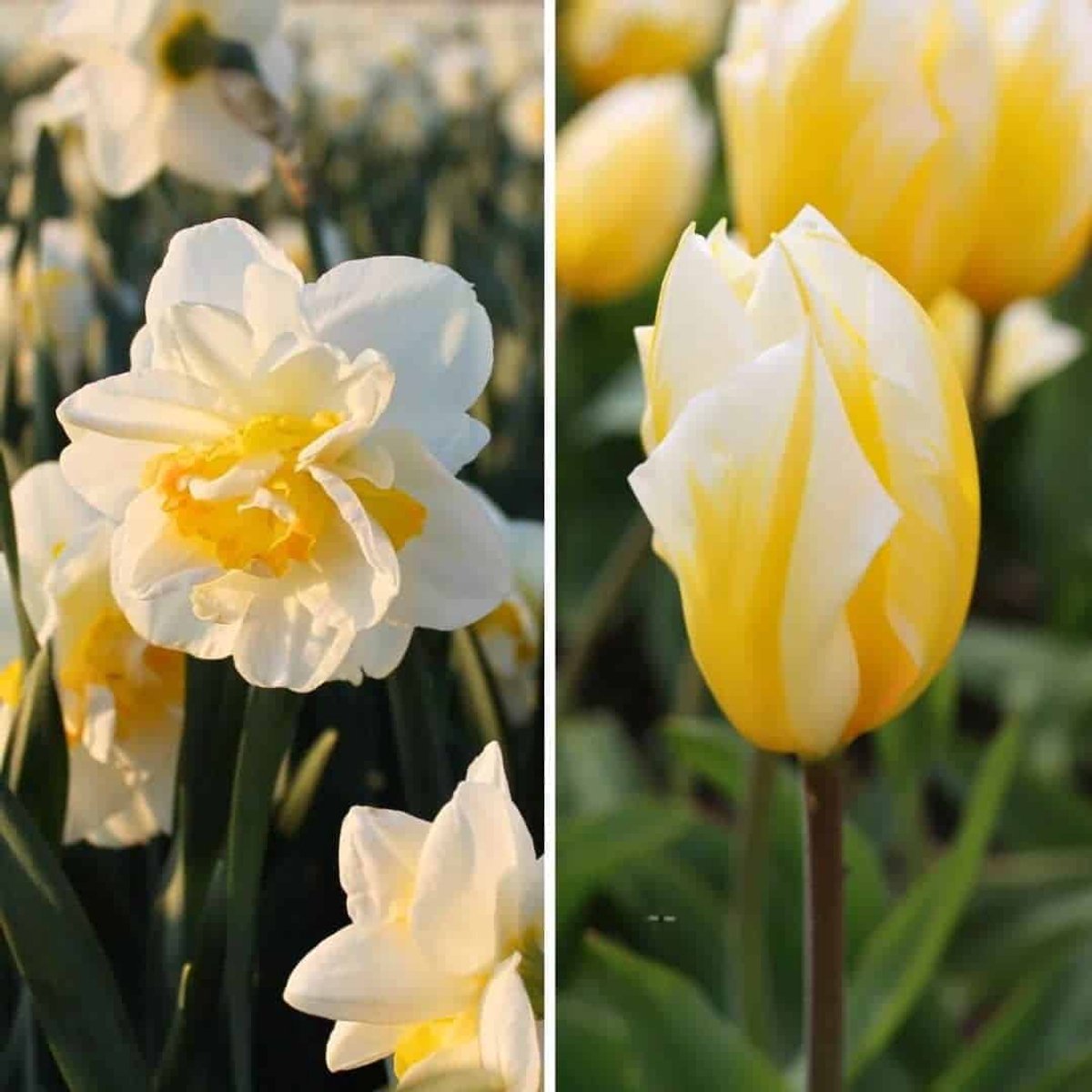 Tulpenbollen - Narcissen bloembollen - Jacques Darlings - 25 bloembollen - Bloembollen mix - Flowerbulbs Amsterdam - Maat 12+