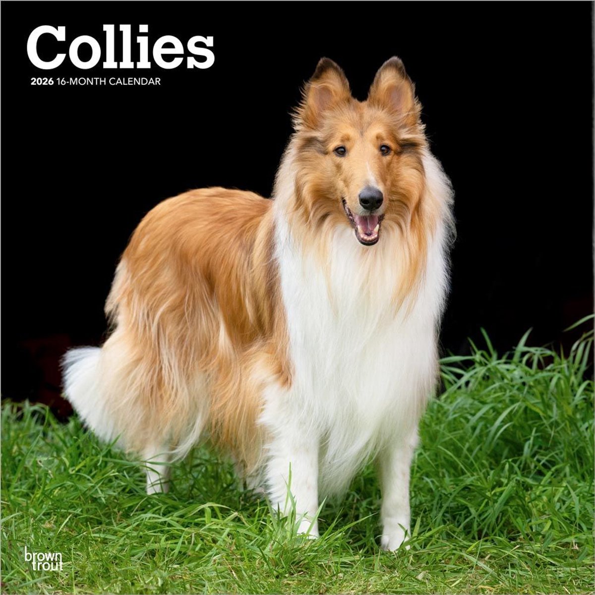 Schotse Herder / Collie Kalender 2026