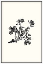 Sibbaldia Procumbens zwart-wit (Procumbent Sibbaldia) - Foto op Akoestisch paneel - 60 x 90 cm