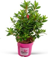 Rhododendron "Bloom Champion" rood | Azalea met rode bloemen | Winterharde bloeiende heester | Ook geschikt als kuipplant | Hoogte 25-30 cm | Pot Ø 15 cm