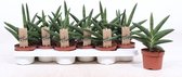 Kamerplanten van Botanicly – 4 × Vrouwentongen – Hoogte: 20 cm – Sansevieria Motum Kenya