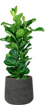 Ficus Lyrata in Rugged Patt zwart | Vioolbladplant / Tabaksplant