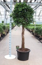 Ficus Microcarpa Nitida op stam | Treurvijg