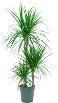 Dracaena Marginata 3-stam | Drakenbloedboom