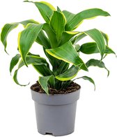 Dracaena Dorado | Drakenbloedboom