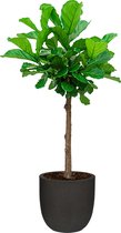 Ficus Lyrata op stam in Urban Smooth Egg Planter zwart | Vioolbladplant / Tabaksplant