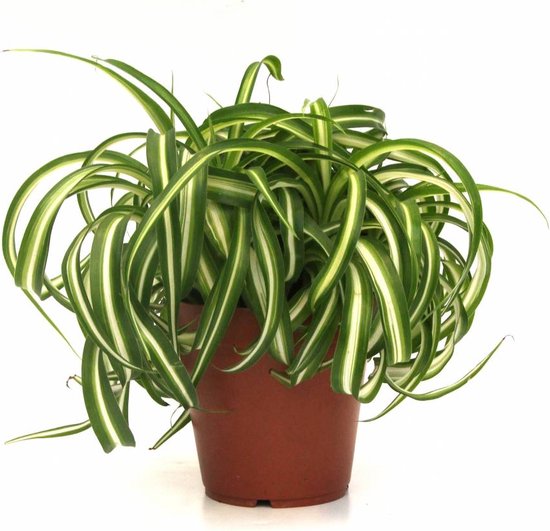 Chlorophytum Comosum Bonnie | Vetplant graslelie