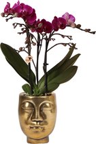 Kolibri Orchids | paarse Phalaenopsis orchidee - Morelia + Face to Face sierpot goud - potmaat Ø9cm - 40cm hoog | bloeiende kamerplant - vers van de kweker