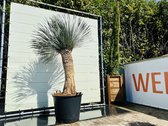 Palmboom - Yucca Rostrata - Winterhard - Pot ⌀ 50cm - Hoogte  200 - 250cm