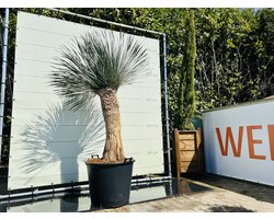 Palmboom - Yucca Rostrata - Winterhard - Pot ⌀ 50cm - Hoogte  200 - 250cm