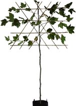 Leiplataan - Platanus hispanica | 180 cm stamhoogte
