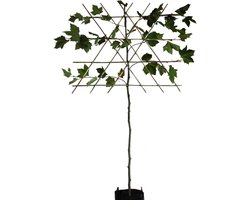 Leiplataan - Platanus hispanica | 180 cm stamhoogte