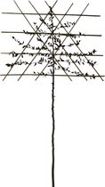 Leibeuk - Carpinus Betulus | Omtrek: 10-14 cm | Hoogte: 320 cm
