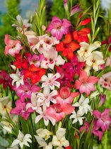 100x Gladiolen 'Nanus gemengd' - BULBi® bloembollen en planten met bloeigarantie