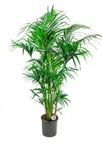 Kentia Howea XXXL | Kentia palm