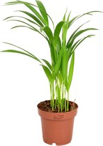 ZynesFlora - Areca Lutescens - Dypsis - Kamerplant in pot - Ø 12 cm - Hoogte: 40 cm - Luchtzuiverend - Goudpalm - Palm - Kamerplant