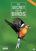 Secret Life Of Birds