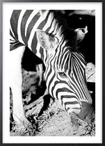 Poster Met Zwarte Lijst - Mlilwane Zebra Poster